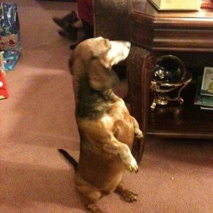 Meet your Posher, Pat